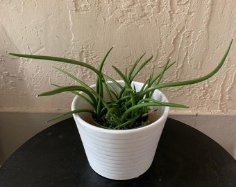 Sansevieria Canaliculata Mini