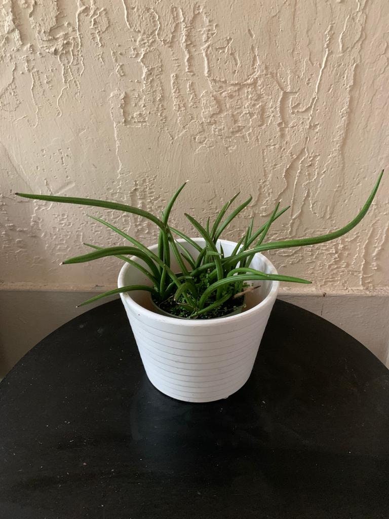 Sansevieria Canaliculata Mini
