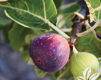 Ficus carica Fig - LSU purple Potted Plant