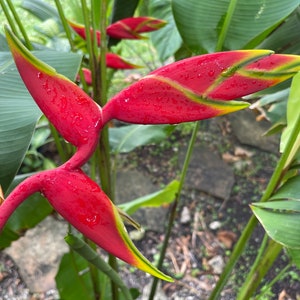 Heliconia Puerto Rico Libre