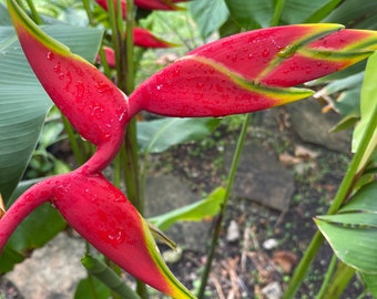 Heliconia Puerto Rico Libre