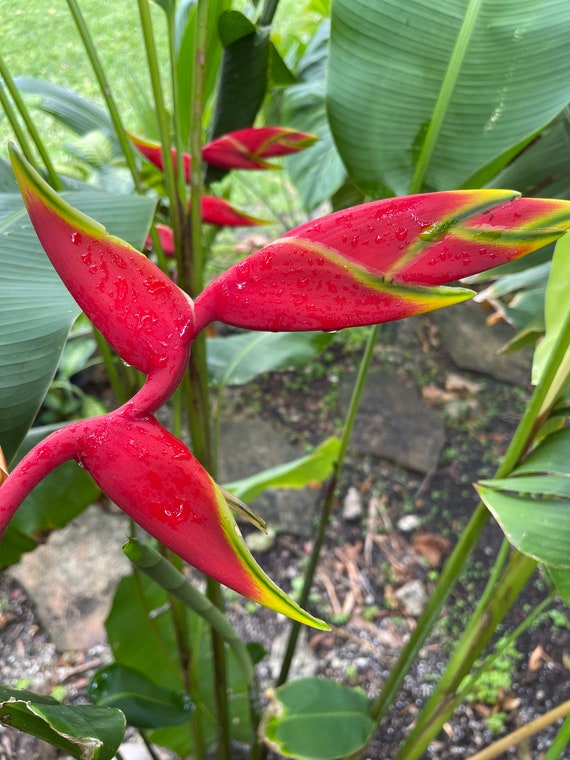 Heliconia: How to Grow and Care for Heliconias Indoors