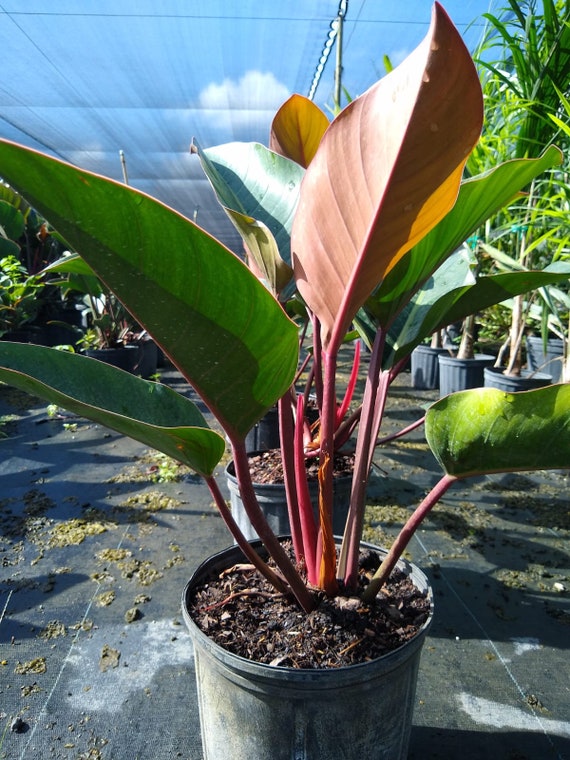 princip huh minimal Philodendron Rojo Congo - Etsy