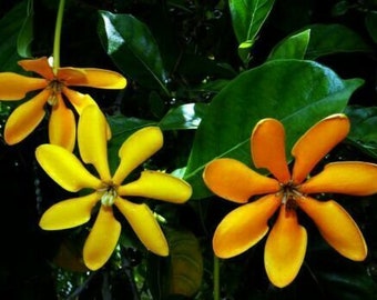 Golden Gardenia