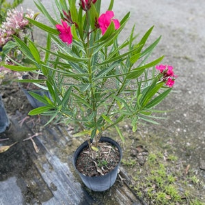 Nerium Oleander image 2