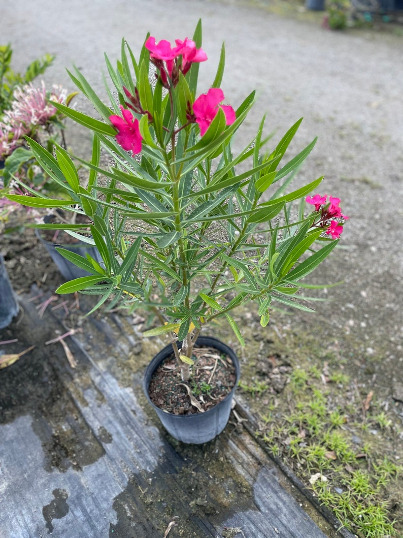 Nerium Oleander image 2