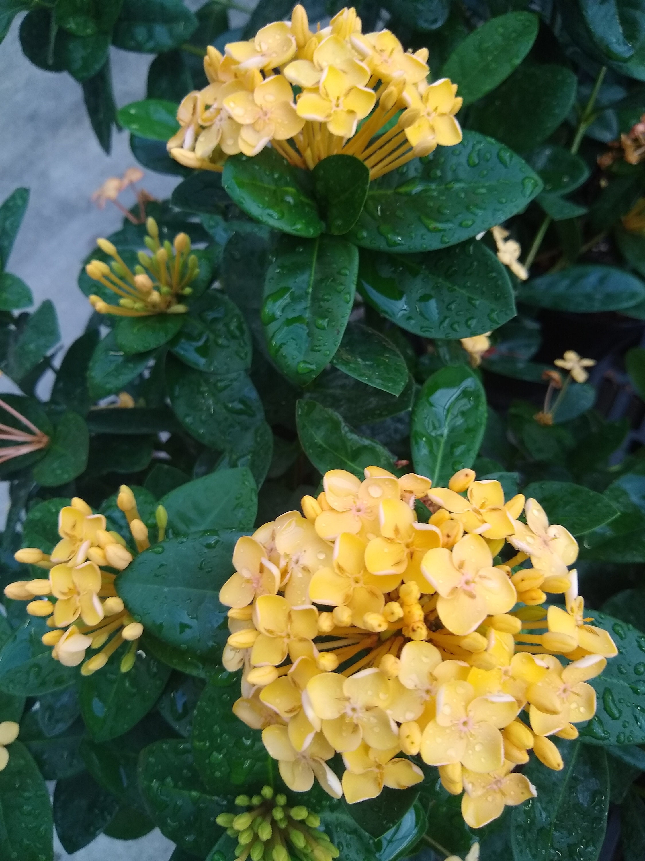 Maui Yellow Ixora Etsy