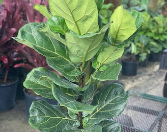 Fiddle Leaf Fig Tree  2 to 3 feet SHIPPING Included