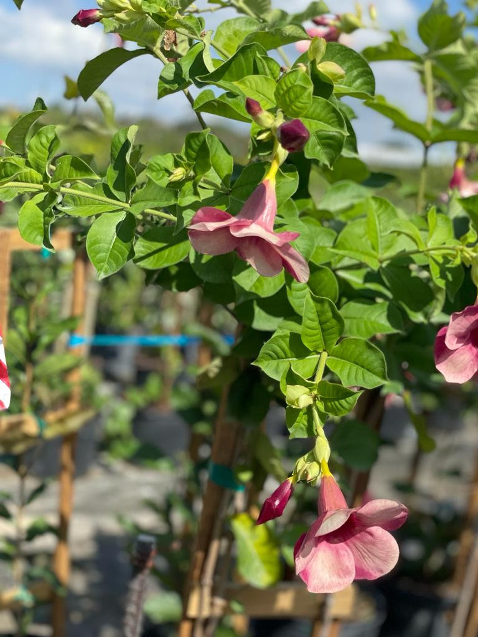 Cherry Jubilee Allamanda Vine/trellis Etsy