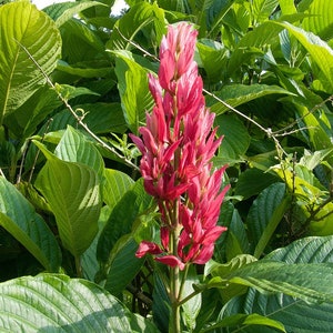 Brazilian Red Cloak Plant Megaskepasma erythrochlamys image 1