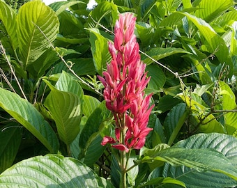 Brazilian Red Cloak Plant - Megaskepasma erythrochlamys