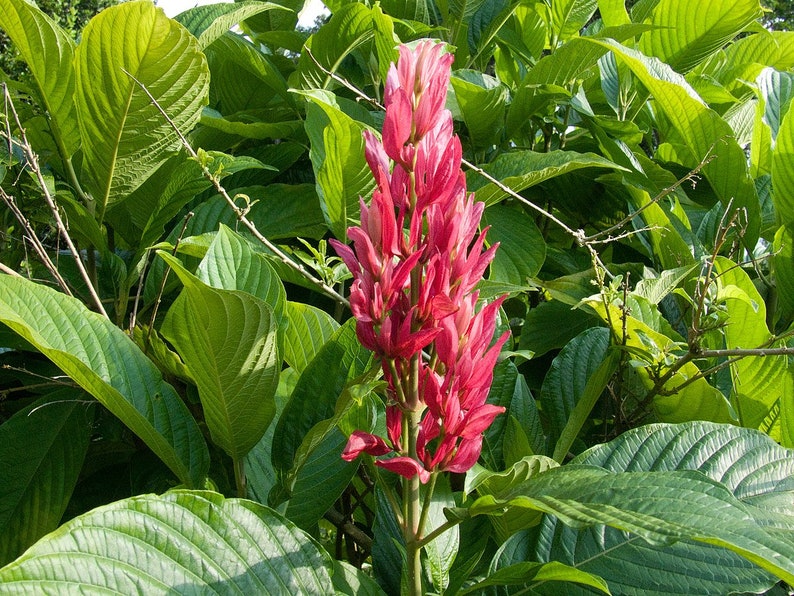 Brazilian Red Cloak Plant Megaskepasma erythrochlamys image 1