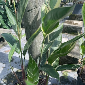 Variegated Lady DI Heliconia Potted Plant