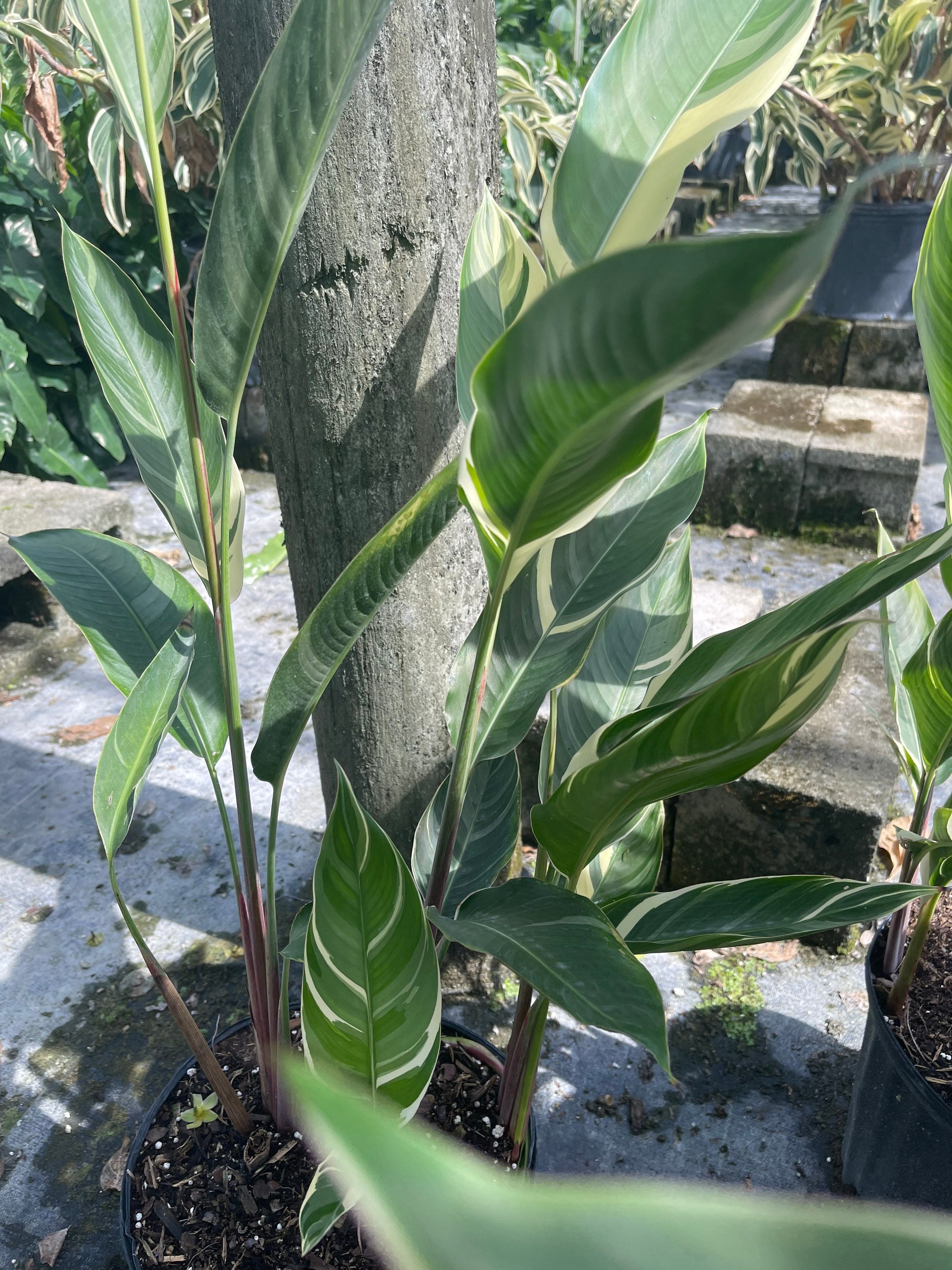 Variegated Lady DI Heliconia Potted Plant - Etsy