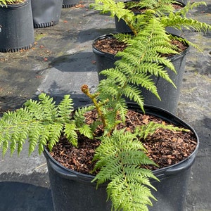 Australian Tree Fern