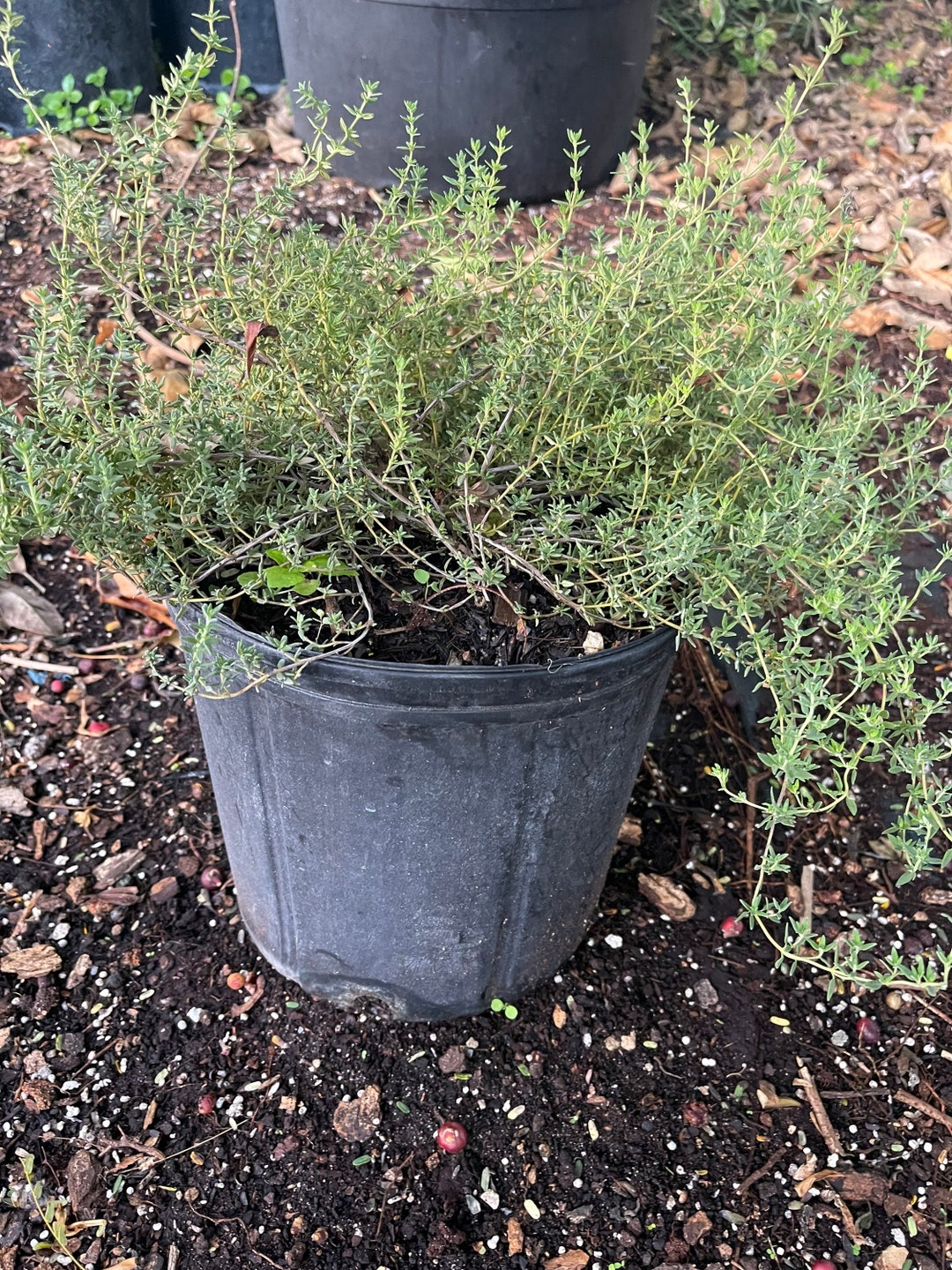 Jamaican Thyme Rooted Plant Etsy