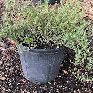 Jamaican Thyme Rooted Plant