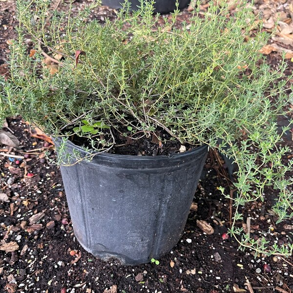 Creeping Thyme Seeds Etsy