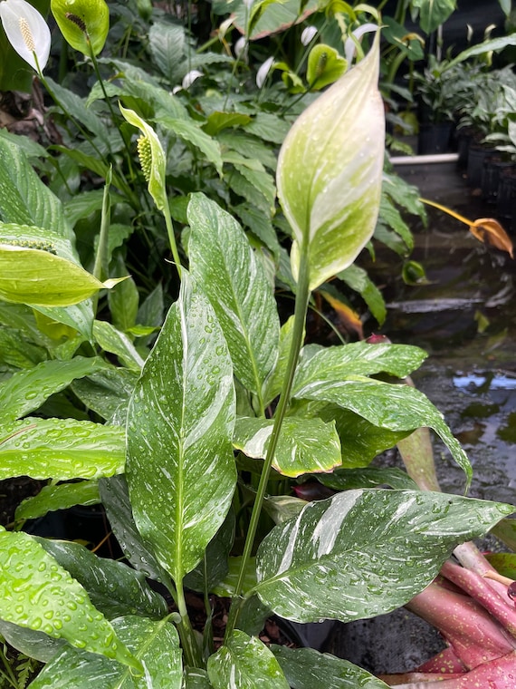 Variegated Peace Lily spathiphyllum Etsy
