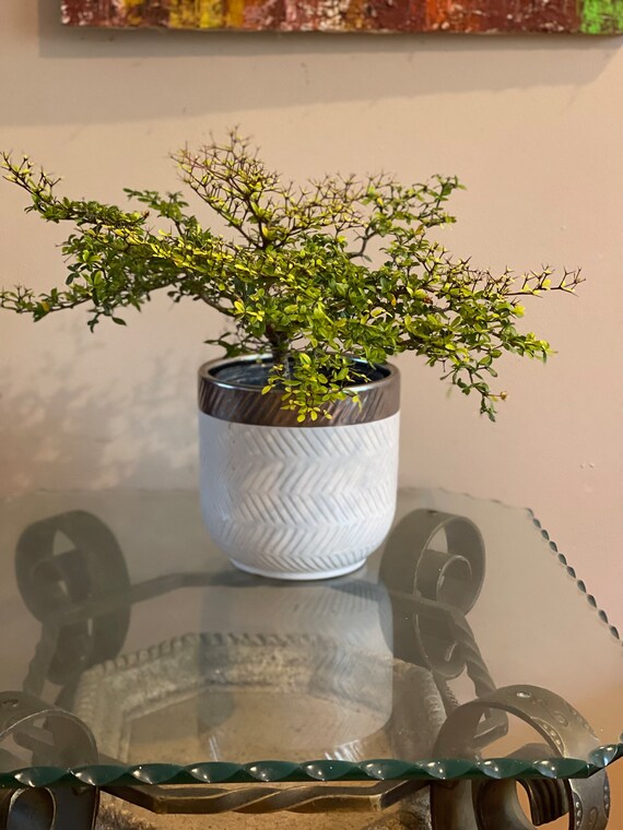 Buy Bucida Spinosa 'bonsai' EXPRESS Shipping Included Online in India - Etsy