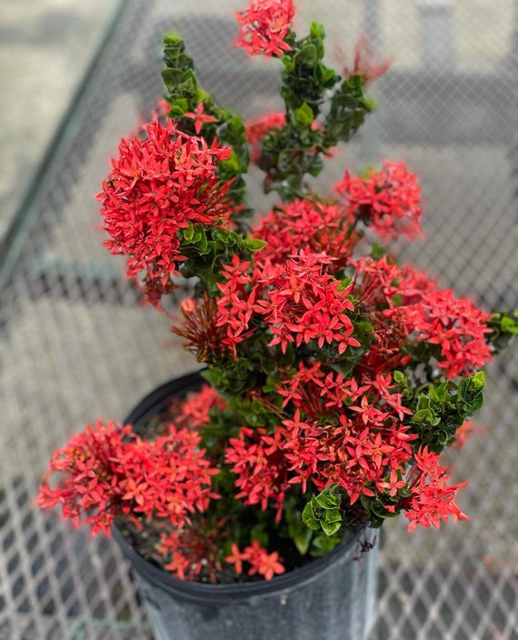 Planta de cuerda Red Ixora Siam - Etsy México