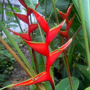 Heliconia Manoa Sunrise Rhizome