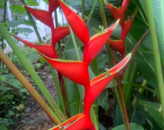 Heliconia Manoa Sunrise Rhizome