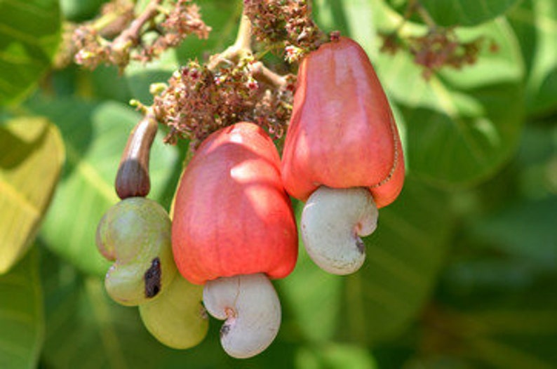 Cashew Tree Anacardium Occidentale Potted Plant image 1