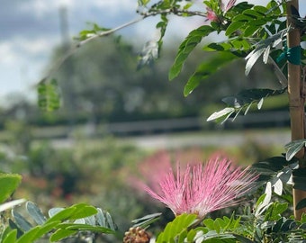 Calliandra - Powder Puff Pink