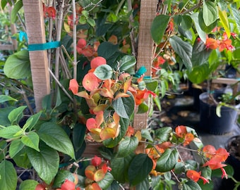 Chinese Hat Red/Orange/Yellow Plant