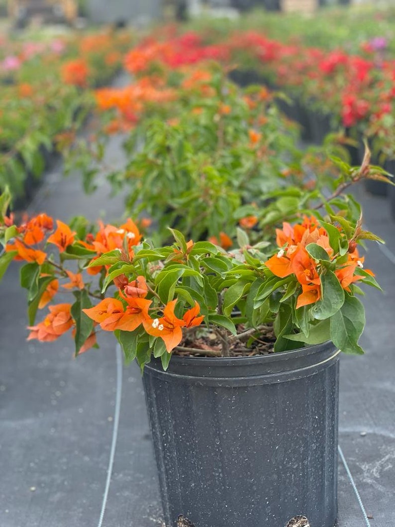 CaribbeanFarms Bougainvillea - Thumbnail 2