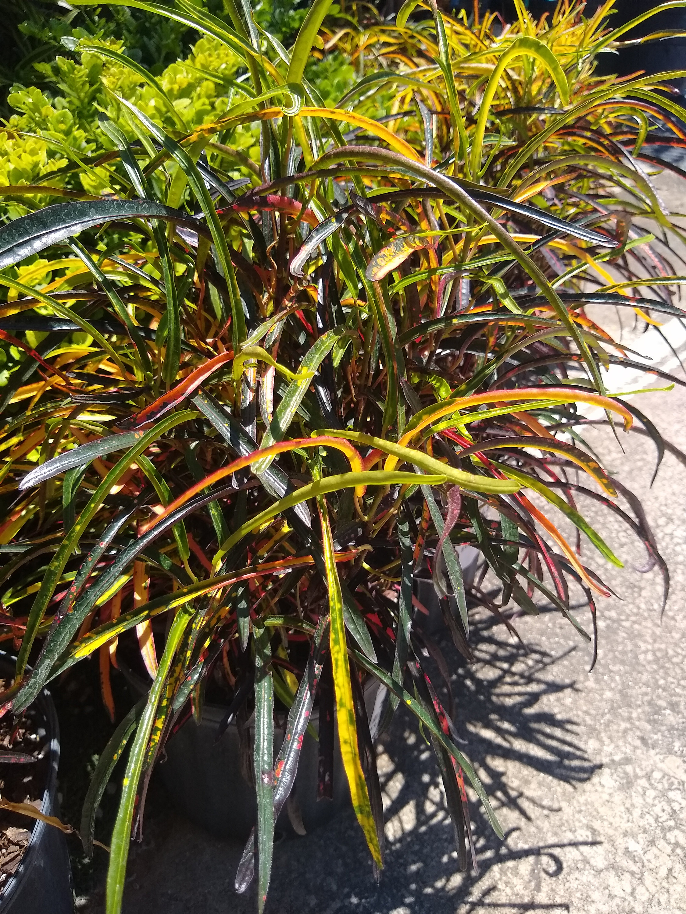 Croton Zanzibar Etsy