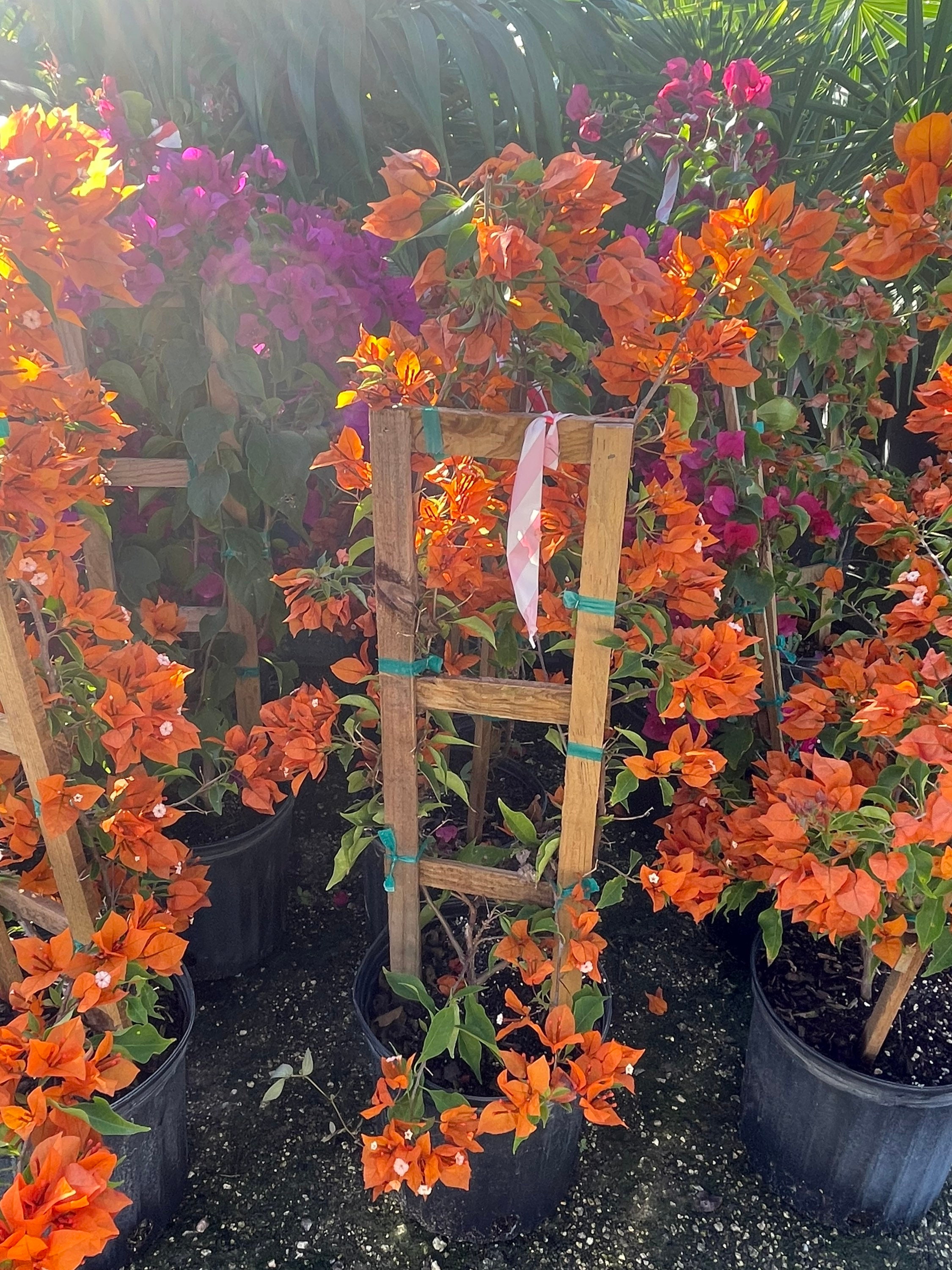 GIANT Orange Bougainvillea Trellis Vine EXPRESS SHIPPING Included - Etsy