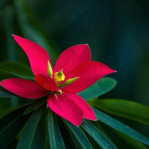 Jamaican Poinsettia