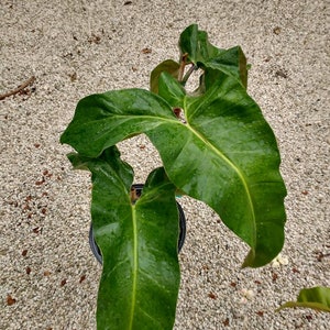Philodendron Mexicanum (Actual Photo)