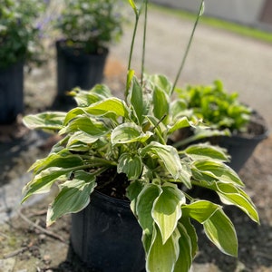 May include: A potted green and white hosta plant with large, pointed leaves. The plant is in a black plastic pot and is sitting on a brown surface.