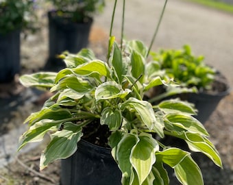 May include: A potted green and white hosta plant with large, pointed leaves. The plant is in a black plastic pot and is sitting on a brown surface.