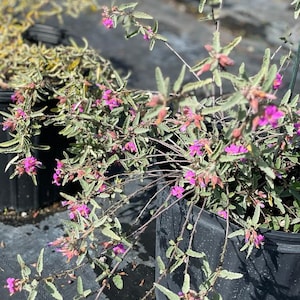May include: A potted plant with small, delicate pink flowers and green leaves. The plant is in a black plastic pot.