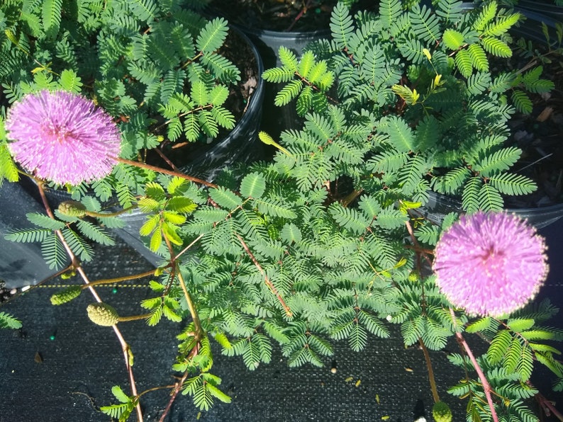 Pink Powder Puff Plant Calliandra Etsy