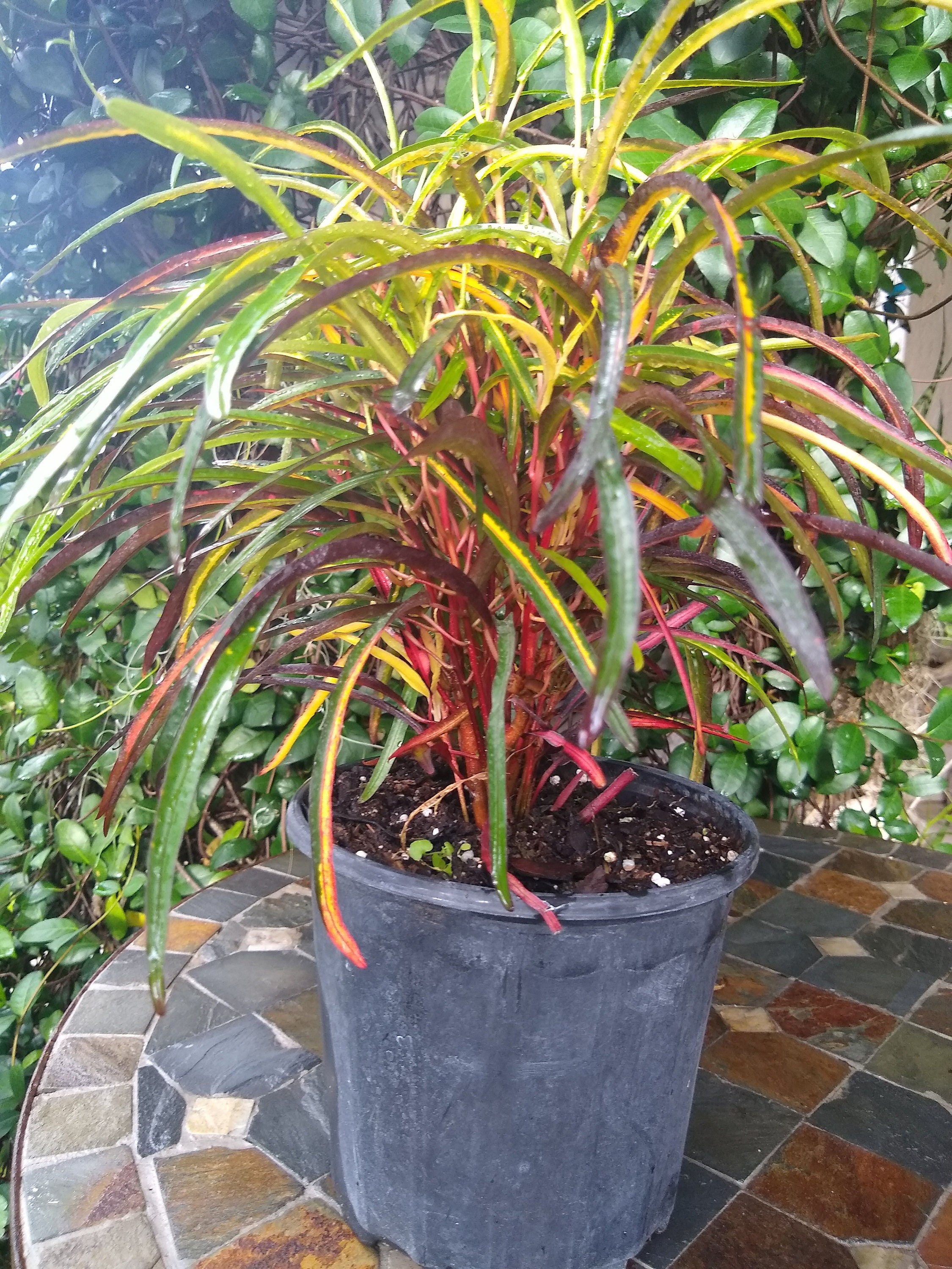 Croton Zanzibar Etsy