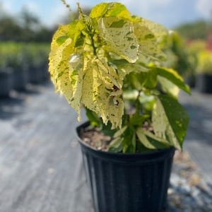 Acalypha Plant - Green