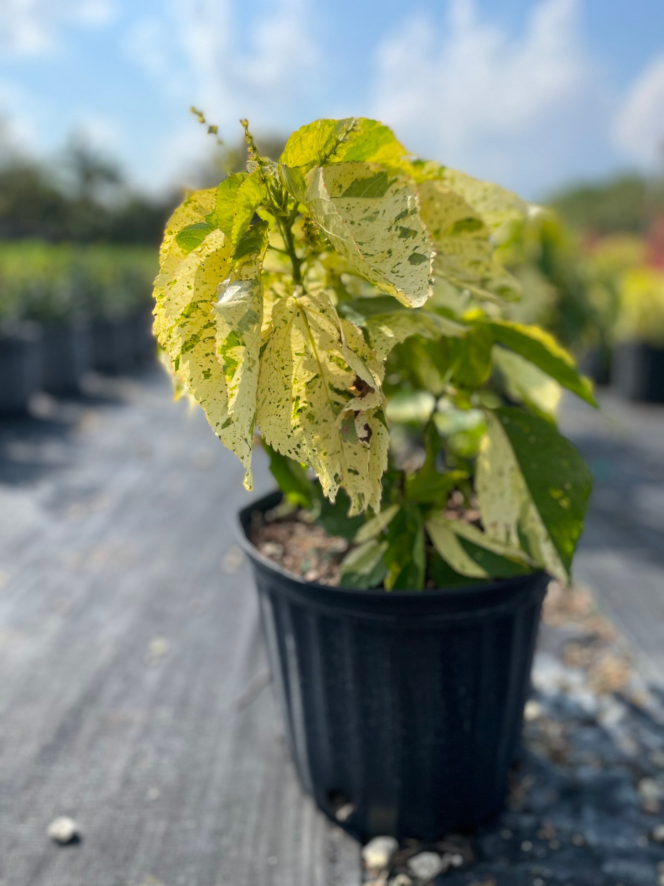 Acalypha Wilkesiana Java White