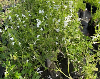 White Salvia plant