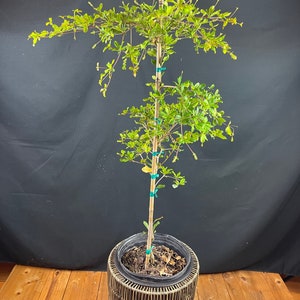 Spiny Black Olive (Bucida molinetti) 2 feet EXPRESS SHIPPING included