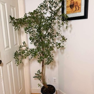 May include: A tall, leafy houseplant in a white textured pot. The plant has a brown trunk and many green leaves. A framed picture of a lion hangs on the wall. A stack of books is visible in the corner.