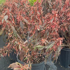 Acalypha Fine leaf