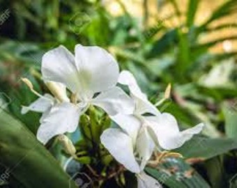 White Butterfly Lily