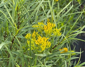 Yellowtop Plant