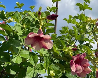 Cherry Jubilee Allamanda Vine/Trellis