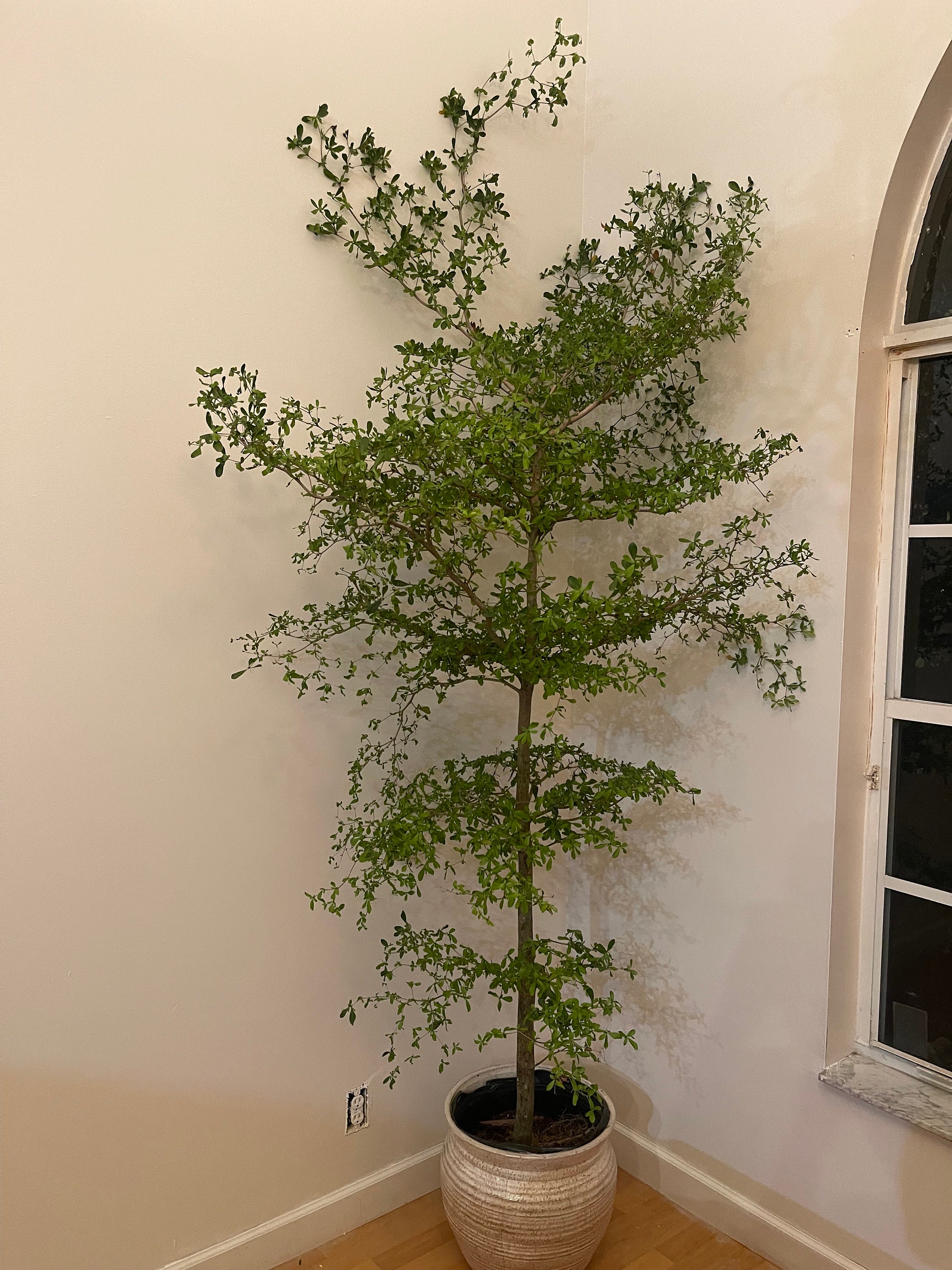 LARGE Bucida buceras 'Shady Lady'  7 to 8 feet tall EXPRESS Shipping Included